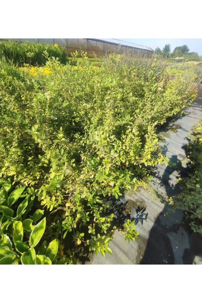 Пираканта Оранж Глоу - 3л/вис.35-45см/Ø25-35см